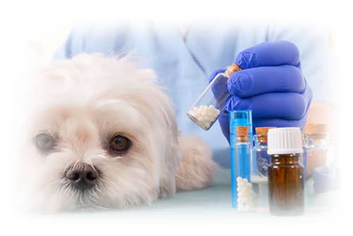 Homöopathische Schmerzmittel für Hund & Katz Tierapotheke