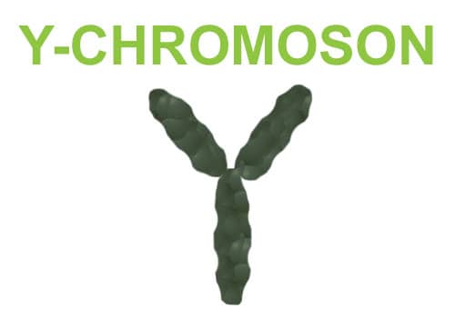 Y-Chromosom