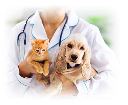 Tierarzneimittel Medikamente für Hunden & Katzen günstig kaufen
