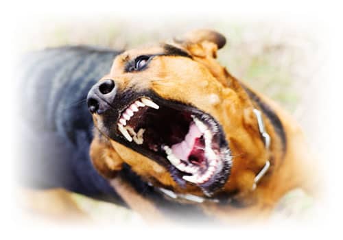 Tollwut-Rabies-Hundswut-Wutkrankheit-Hydrophobia