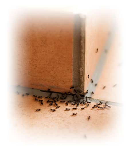 Ameisenbekämpfungsmittel Online bestellen